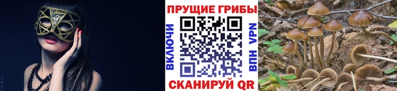ОМГ ОМГ   Воткинск  Галлюциногенные грибы Psilocybine cubensis 